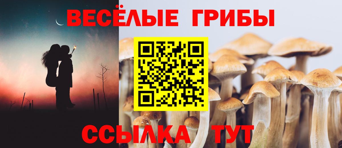 Тихвин  Галлюциногенные грибы Psilocybe  Вход с VPN  Псилоцибиновые грибы Cubensis 